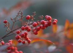 红果娱乐的地方,地方特色文化盛宴